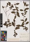 Foto von Salix aurita L.